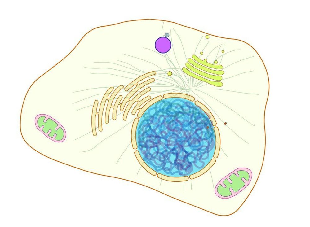 FOR FULL MASKIN: Slik ser en celle ut. Den arbeider konstant med å produsere proteiner.
