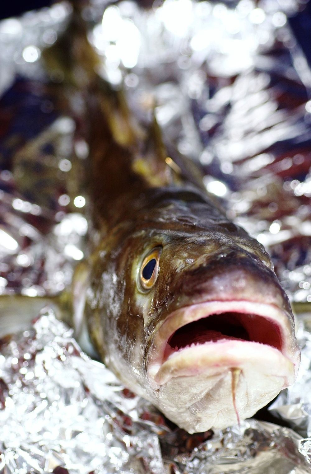 SMAKER FISK: Ved å gasspakke fisken kan holdbarheten forlenges og forbruket av fisk økes betraktelig.  FOTO: TU-arkiv