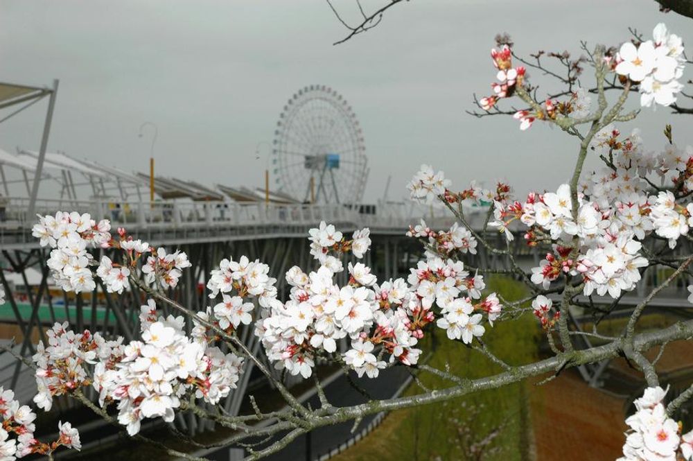 JAPANS STOLTHET: Noe av det vakreste japanerne vet er kirsebærblomstringen i april. Expo 2005 - Japan - Nagoya