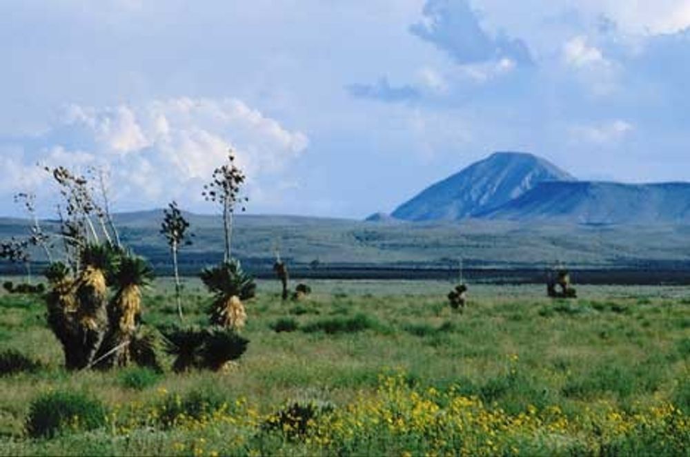 SÅRBART: Ørkenlandskapet i Otera Mesa skal nå åpnes for oljeboring til tross for at det er et unik og sårbart område både med hensyn til flora, fauna og grunnvannsforekomster. Her et bilde tatt etter et kraftig regnskyll som i en kort periode får ørkenen til å blomstre.
FOTO: Stephen Capra, New Mexico Wilderness Alliance