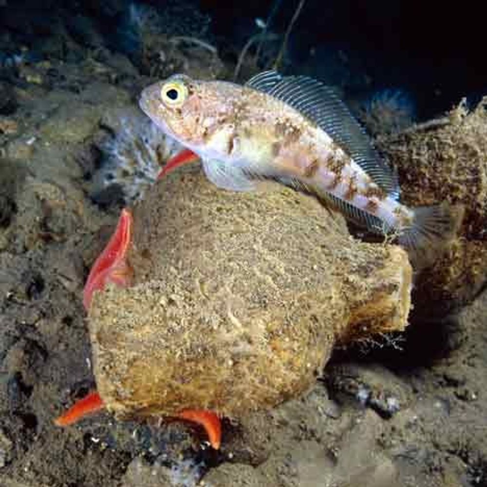 Antaktisk fisk, tilpasset et liv i kalde farvann. Forskerner jobber for å fravriste den og andre dyr og organismer viktig informasjon.