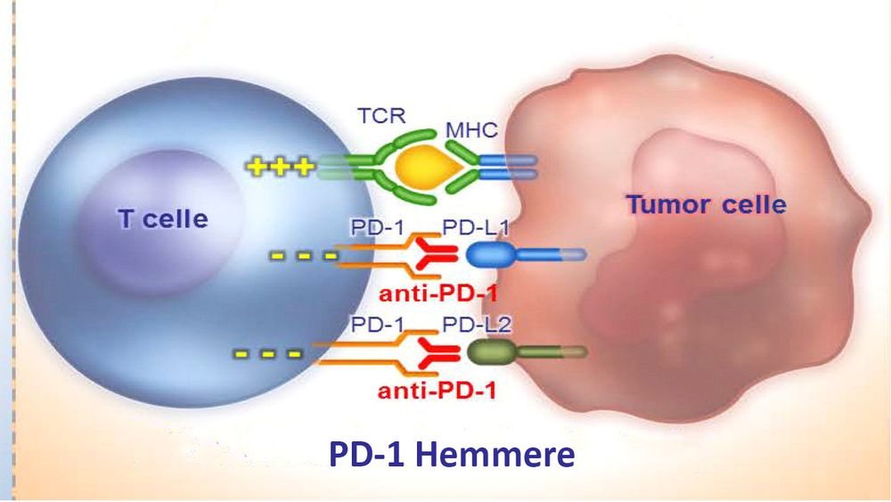 Figuren viser virkningsmekanismen ved hemming av sjekkpunktet PD-1. 
Et antigen kan også komme fra en kreftcelle. En aktivert T-celle angriper kreftcellene og dreper dem.
Hvis sjekkpunktet PD-1 aktiveres vil T-cellene ikke angripe kreftcellene. På den måten kan vi utnytte funksjonene til sjekkpunkthemming til å hjelpe immunforsvaret slik at det bekjemper kreften.  