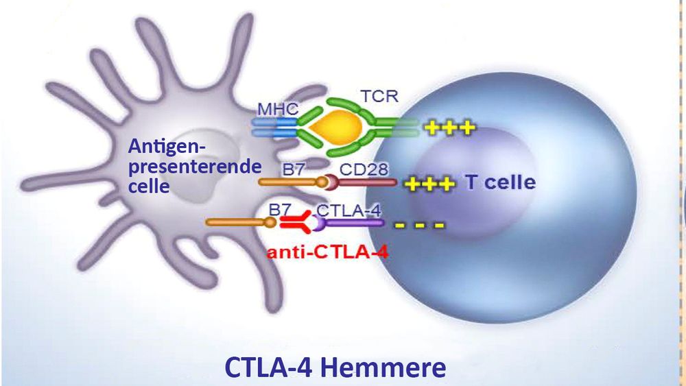 Figuren viser virkningsmekanismen ved hemming av sjekkpunktet CTLA-4. Immunforsvarets T-celler er i stand til å angripe og drepe fremmedlegemer i kroppen vår, for eksempel bakterier, virus og sopp (antigener). 
Når antigenet blir presentert for en T-celle i lymfeknutene aktiveres T-cellen. Immunforsvaret har innebyggede sjekkpunkter som gjør at immunforsvaret kan slås av igjen. Hvis sjekkpunktet CTLA-4 aktiveres blir T-cellene ikke lenger aktivert til angrep. 