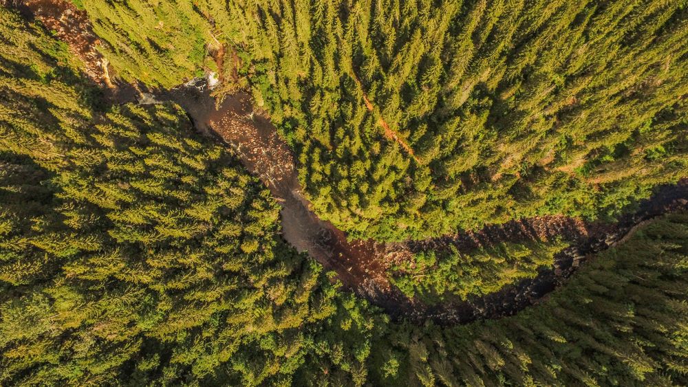 Norge har mer skog enn vi klarer å ta i bruk. Bildet viser et lite vann i elven "Synna" som renner gjennom en skog i Nord-Torpa i Nordre Land.