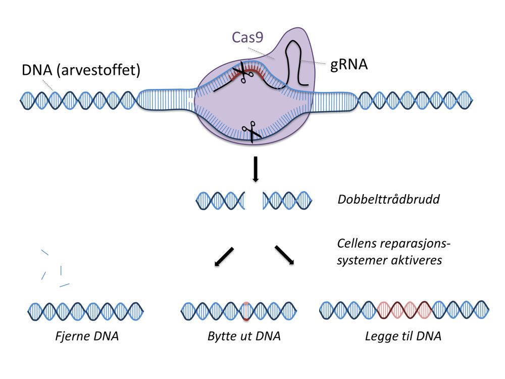 CRISPR: RNA-strengen peker ut akkurat hvor det skal klippes, og så gjør CAS9 saksejobben. Deretter reparerer cellen kuttet selv. Teknikken kan brukes til å fjerne uønskede gener, bytte ut med friske gener eller legge til gener i DNA-strengen.