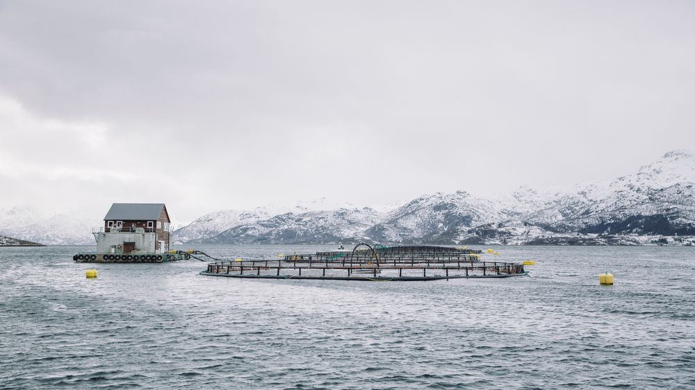 Enova gir støtte slik at Nordlaks får strøm fra land til ytterligere 12 oppdrettsanlegg. Bildet viser ett av selskapets anlegg.