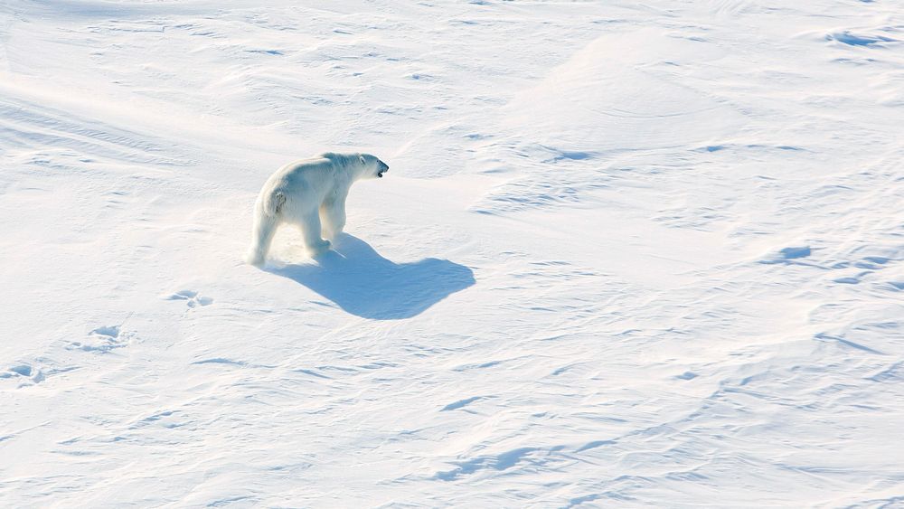 En isbjørn lusker på isen på rundt 82 grader nord. Arkivfoto tatt fra helikopter.
