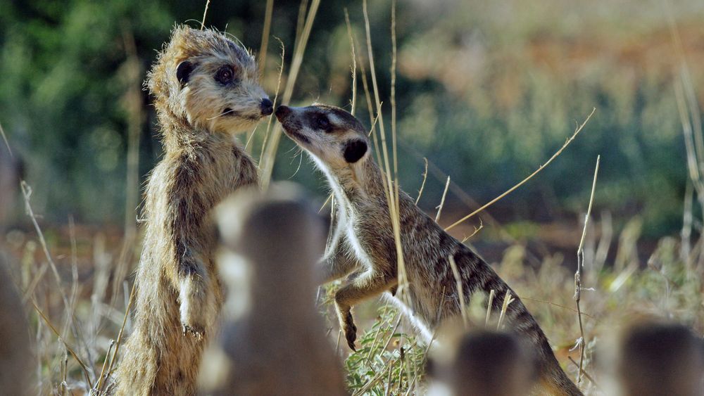 Sniff: Marekattene aksepterte robotversjonen når den luktet som de.