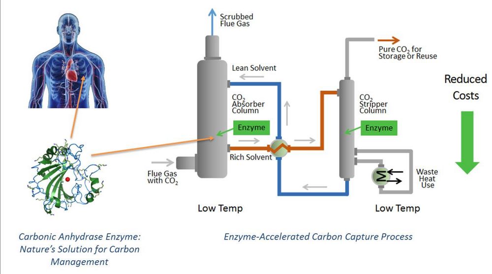 Enzymkatalysert CO2-fjerning: Naturen har jobbet med CO2-fjerning i over en milliard år og kommet frem til en særdeles effektiv og lite energikrevende prosess.
