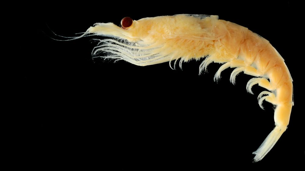 Omega-3 fra Antarktisk krill (Euphausia superba) er milliardbutikk. Bak ligger flere teknologikonflikter.