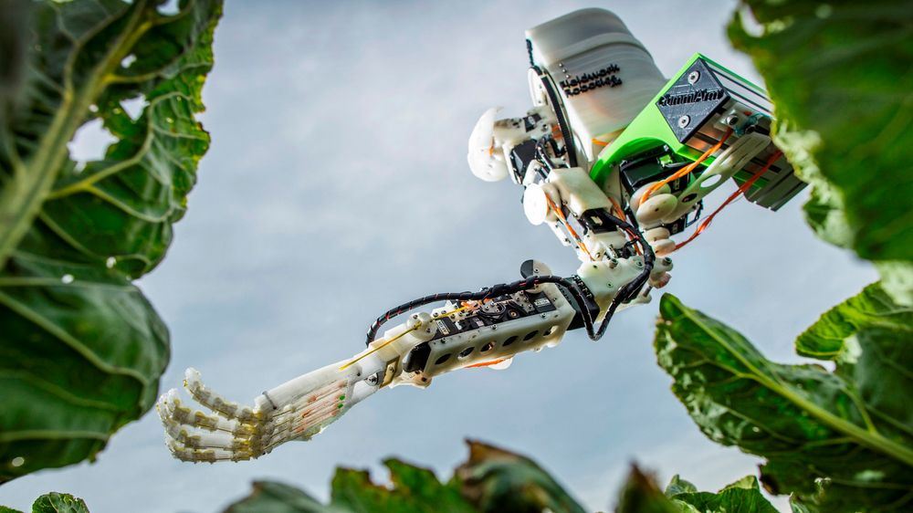 Den blomkål-plukkende roboten «GummiArm» er utviklet av forskere ved universitetet i Plymouth i Storbritannia.