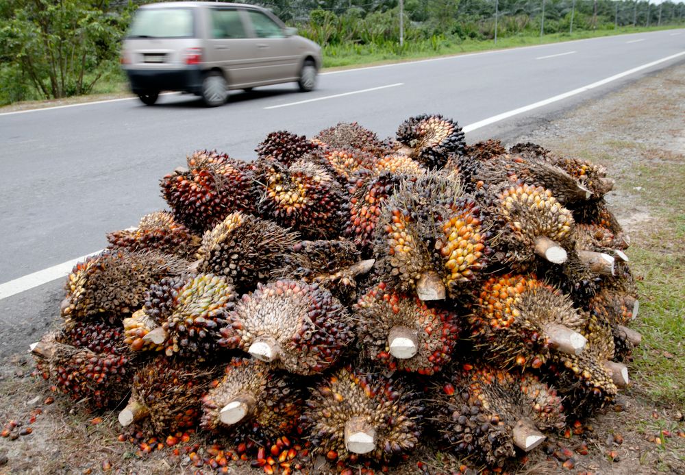 Afrikanske oljepalmefrukter ligger langs veikanten på Borneo. Dette er en råvare som brukes til å produsere en rekke produkter, inkludert biodiesel.
