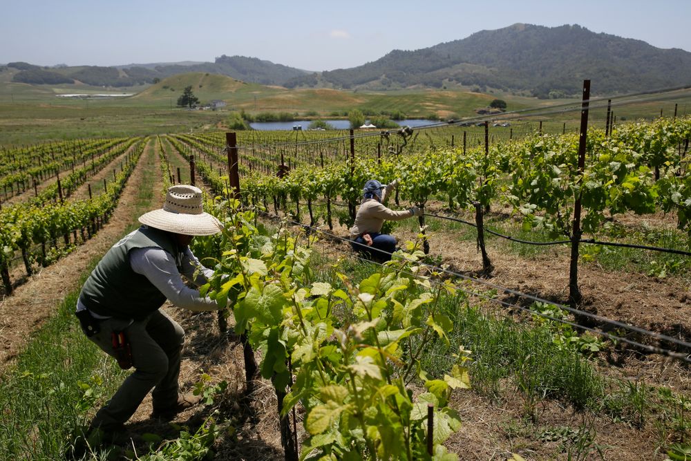 Gårdsarbeidere i virksomhet på en vingård i Petaluma i Nord-California der det tidligere ikke ble dyrket vindruer. Klimaendringene gjør at drueproduksjon flyttes nordover.