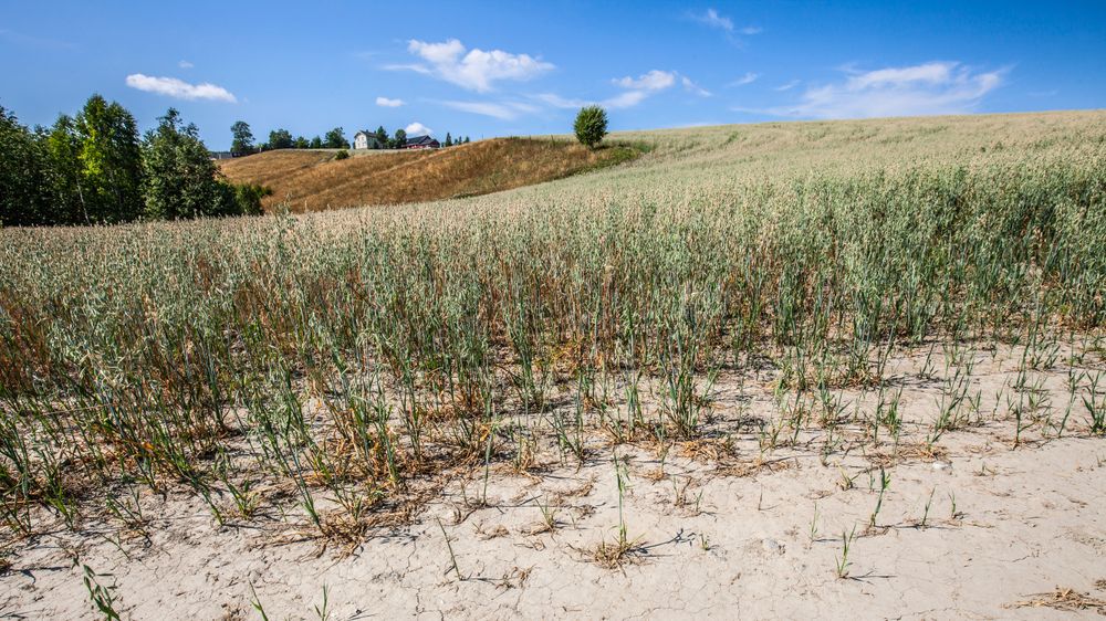 Tørken i sommer rammet blant annet bønder. Dette bilder er tatt på Romerike.