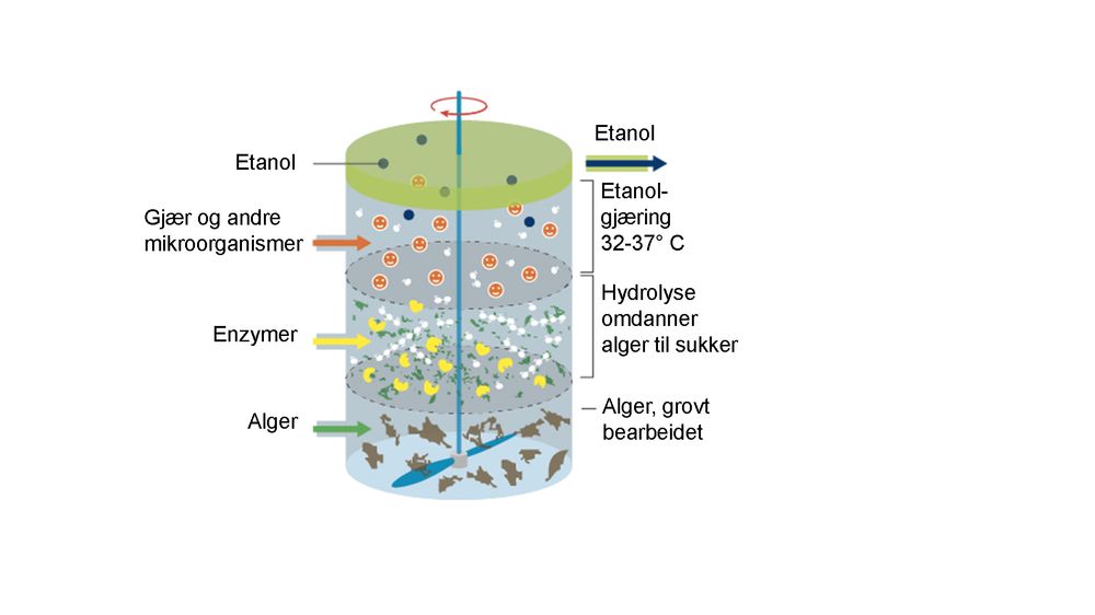 Mikroorganismer danner etanol: Den tørkede biomassen flyttes over i en tank med vann. Enzymer frigjør sukkeret, og mikroorganismer omdanner det til etanol. Tanken varmes opp til 70 grader, og etanolen tappes ut.
