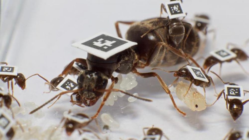 Forskerne merket drøyt 2000 maur med QR-koder for å følge ferden deres og samhandlingene mellom enkeltindivider for å se hvordan koloniene beskytter seg mot sykdommer.