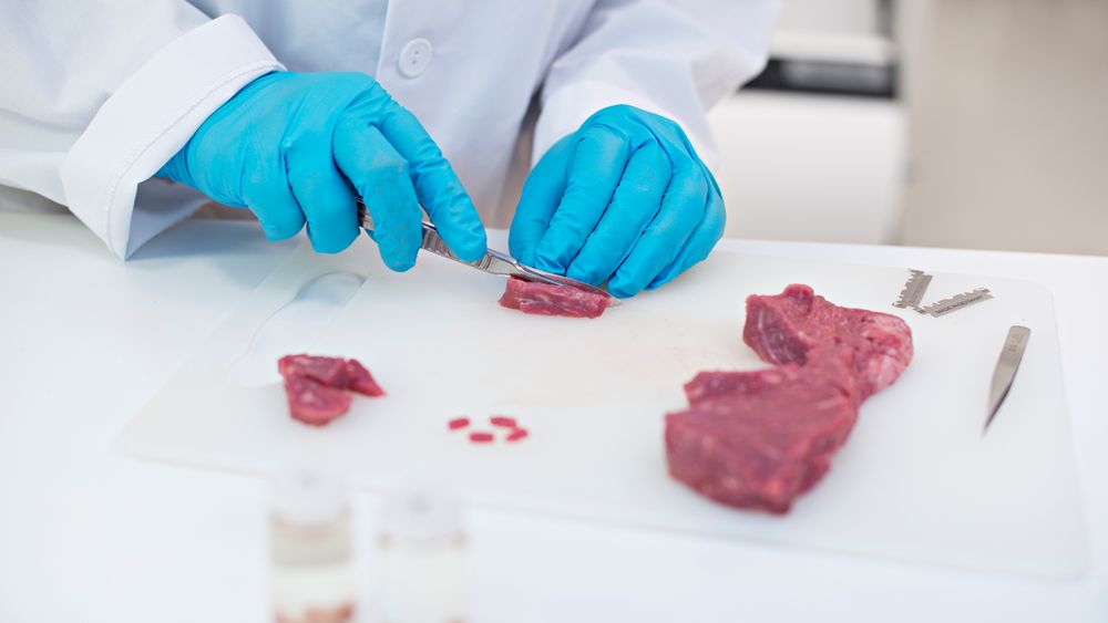 Hos «Growpro» på Ås forskes det på cellene i konvensjonelt produsert kjøtt for å forstå hvordan en kan dyrke frem en lignende masse på en mer bærekraftig måte.