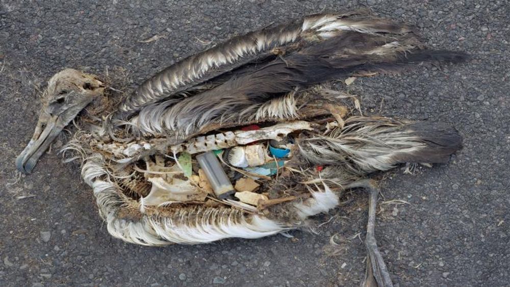 Hver tredje sjøfugl har spist plast, ifølge en australsk undersøkelse som ble presentert i mars i år.