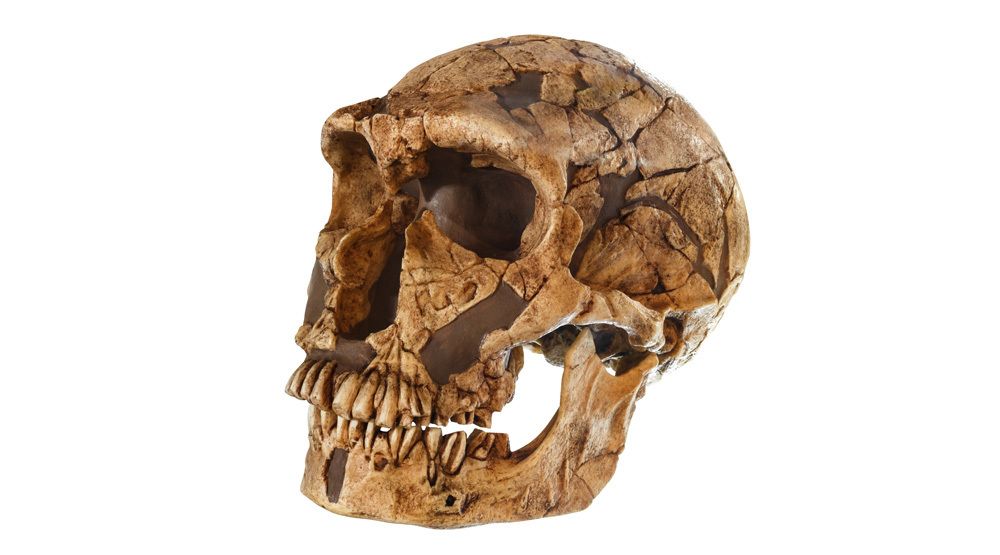 En hodeskalle tilhørende menneskearten Homo neanderthalensis, 50.000 år gammel. Oppdaget i 1909 i La Ferrassie, Frankrike.