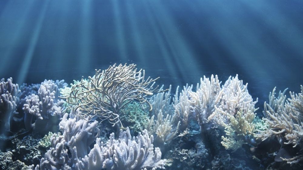 Stiftelsen The Ocean Data Platform skal gjøre mest mulig forskning og data om livet i havet åpent og fritt tilgjengelig for dem som trenger det.