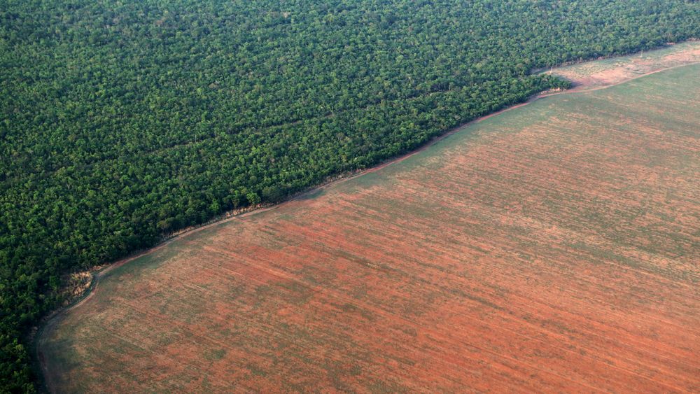 Regnskogen Amazonas blir stadig avskoget. På dette landområdet i Mato Grosso, vest i Brasil, skal det plantes soyabønner. Bildet er fra oktober 2015. 