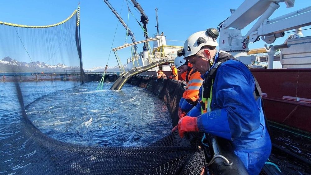 Nordlaks startet torsdag å laste 350.000 fisk på anlegget Kalvehodet i Øksfjorden i Lofoten over på brønnbåt for å unngå alger.