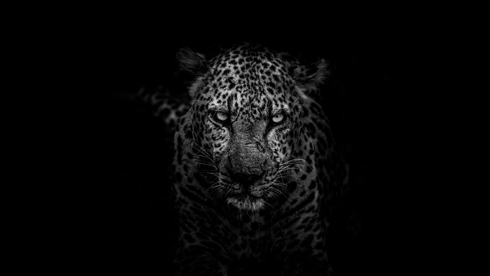Er en jaguar en bil eller et rovdyr? For å forstå ordet «jaguar» i en tekst, må konteksten analyseres. Jo større tekst som analyseres, desto mere nøyaktig vil forståelsen være, siden algoritmen har mer kontekst å forholde seg til. Hvis teksten inneholder kontekst i form av ord som byttedyr, jungel, flekker, hjørnetenner, jaktmønster og lignende, vil algoritmen kunne vurdere at teksten dreier seg om en stor katt. 