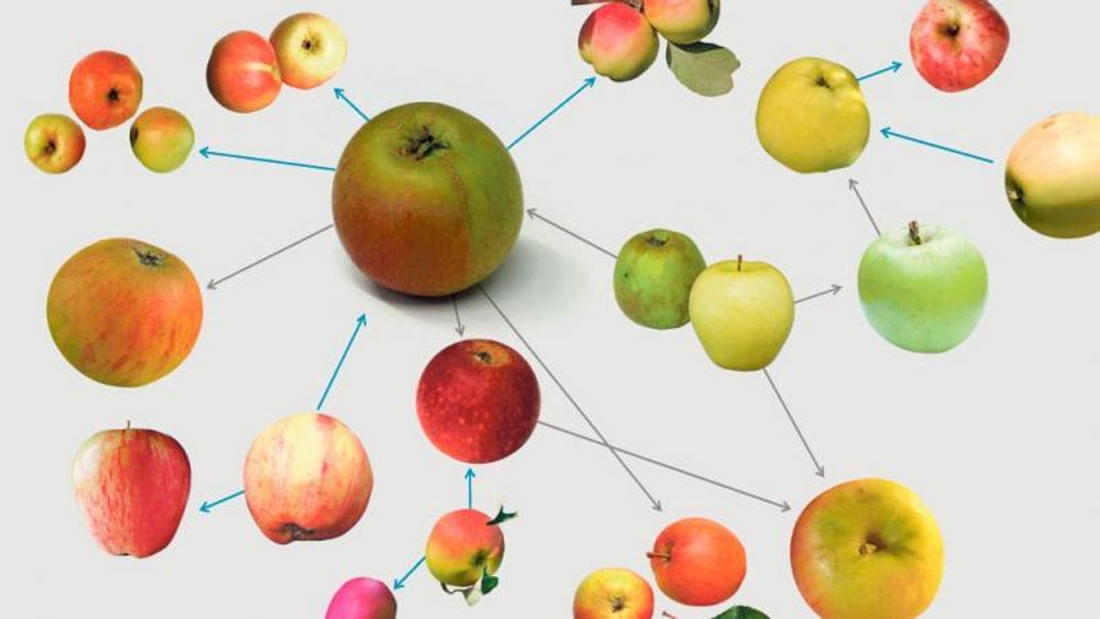 Mange eplesorter har oppstått helt tilfeldig av seg selv. I fremtiden kan genetikk brukes til å målrette utviklingen av nye eplesorter.