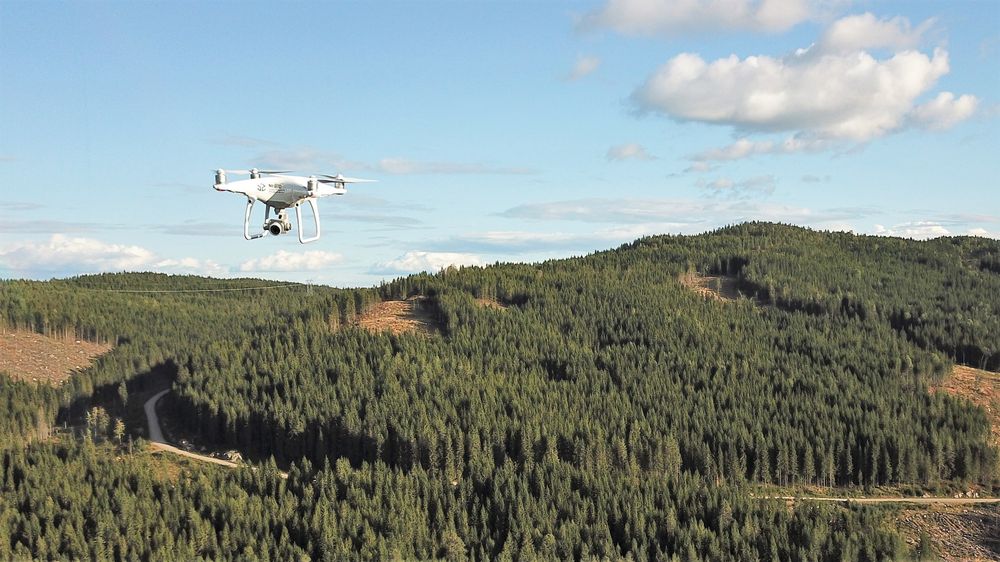 Bruker drone for å sjekke hvordan juletreet tilpasser seg klimaet. Nibio 