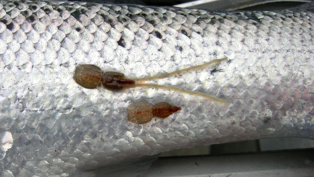  Lakselus, eller Lepeophtheirus salmonis, er en naturlig parasitt på laksefisk i saltvann på den nordlige halvkule. Lusene spiser hud, slim og blod på fisken, og kan lage store sår hvis det mange av dem på en fisk. For oppdrettsnæringen utgjør lus et stort og økende problem.
