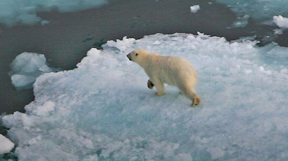 Mange har feiloppfatninger om norske nordområder, ifølge fagforeningen Industri Energi. Selv om noe kalles Arktis, er det ikke nødvendigvis isbjørner og isfjell i området. Her er en isbjørn på et isflak på Svalbard.