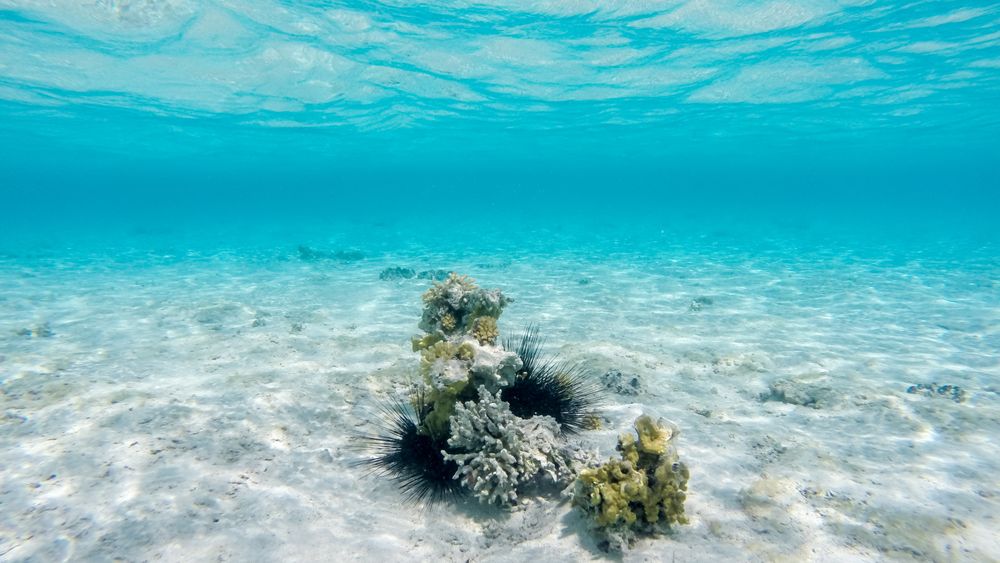 Korallrevene kan forsvinne helt på grunn av klimaendringer.