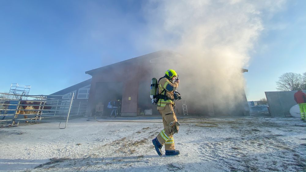Å evakuere kyr fra et brennende fjøs er krevende. Heldigvis er dette bare en øvelse på Mære landbruksskole i Steinkjer. De siste årene har antall husdyrbranner gått ned. I 2018 var det 9 mot 30 i 2024 ifølge tall fra Landbrukets brannvernkomité. 