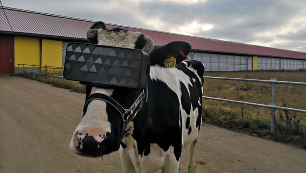 Tilsynelatende prøver denne kua spesiallagde VR-briller for å se om det kan produsere mer melk.