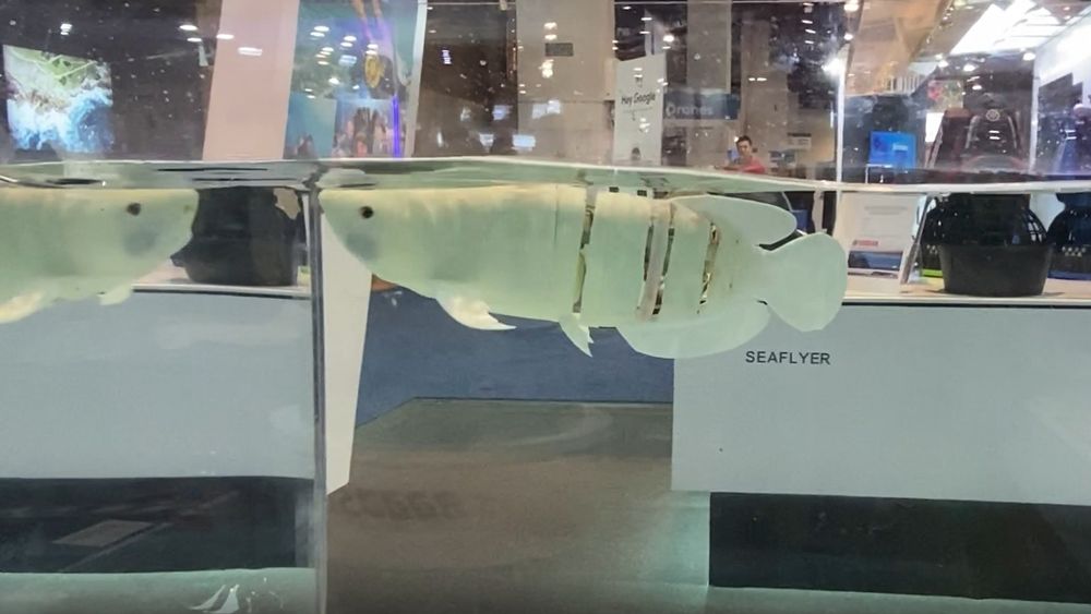 Ikke det samme som en levende fisk, men nesten.