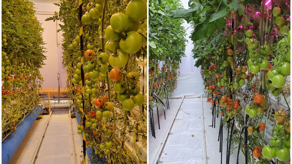 Bildet til venstre viser tomatproduksjon med CO₂-fangst, bildet til høyre er uten. Forskjellen i avlingsstørrelse skal være på 20 prosent, ifølge forskerne.