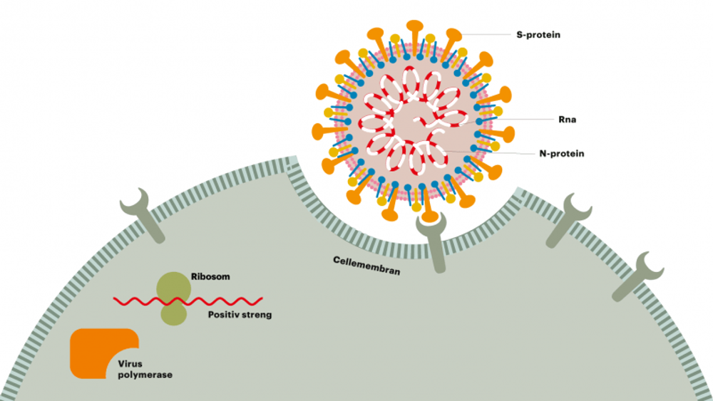 Antistoffer kan hindre viruset i å trenge inn i cellene.