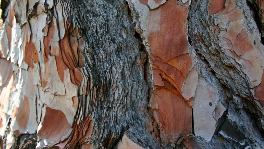 Barken til kanarifuru har en helt særegen oppbygging som gir den uvanlig motstand mot brann. Disse strukturene vil forskere nå bruke i maling, sammen med cellulose og fosfat.