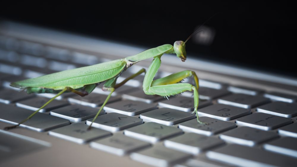 Insekter som metafor for programvarefeil ble angivelig innført av datapioneren Grace Hopper etter at noen møll hadde skapt problemer for en elektromekanisk datamaskin hun brukte i 1946. 