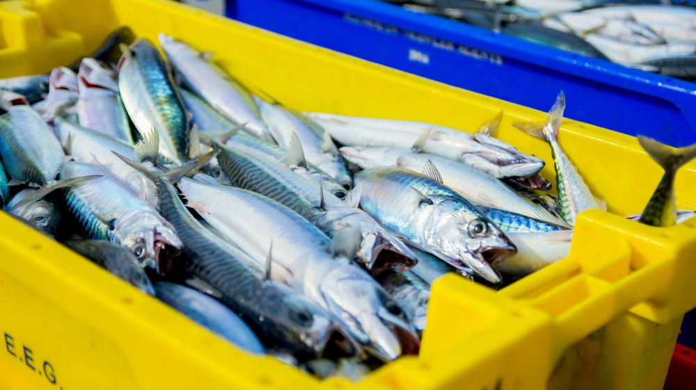 Vi nærmer oss produksjon av næringsrikt proteinpulver fra makrell-avskjær, i industriskala til et ventende marked. Alt råstoffet kan brukes, skriver innsenderne i dette innlegget