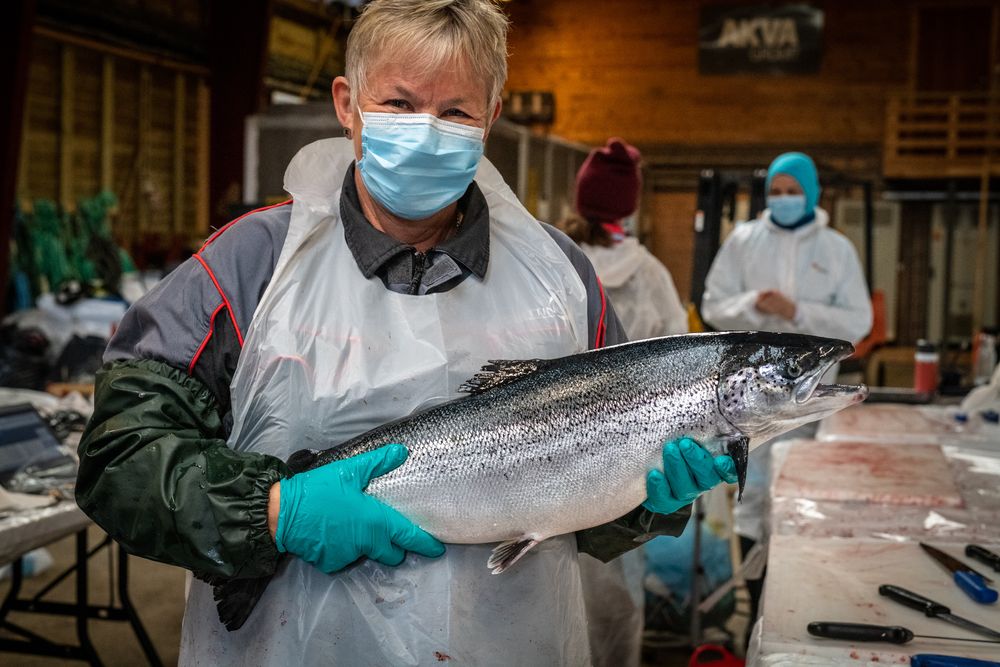 – De foreløpige prøveresultatene etter å ha fôret opp laks med fôr helt uten fiskeolje og fiskemel, ser lovende ut, sier Grethe Rosenlund, seniorforsker ved Skretting Aquaculture Research Centre i Stavanger.
