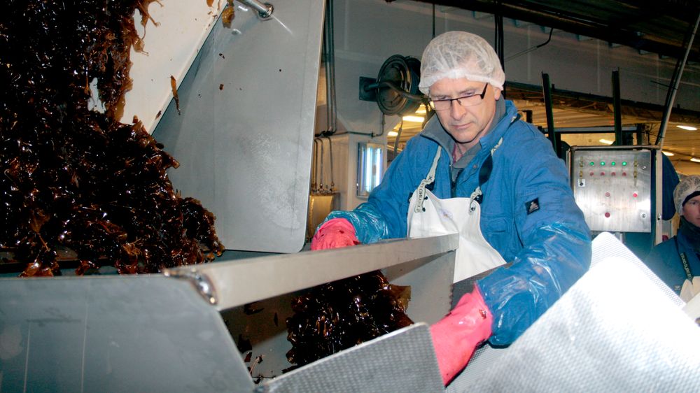 Harald Sveier leder Ocean Forest, et selskap som driver storskala dyrking og høsting av tare i samarbeid med Bellona.