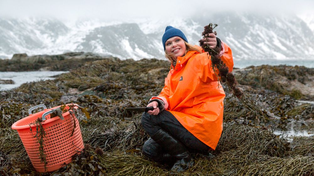 Angelita Eriksen er fiskerdatter og oppvokst i Lofoten. I bedriften er de opptatt av å følge bærekraftige retningslinjer når de høster. 