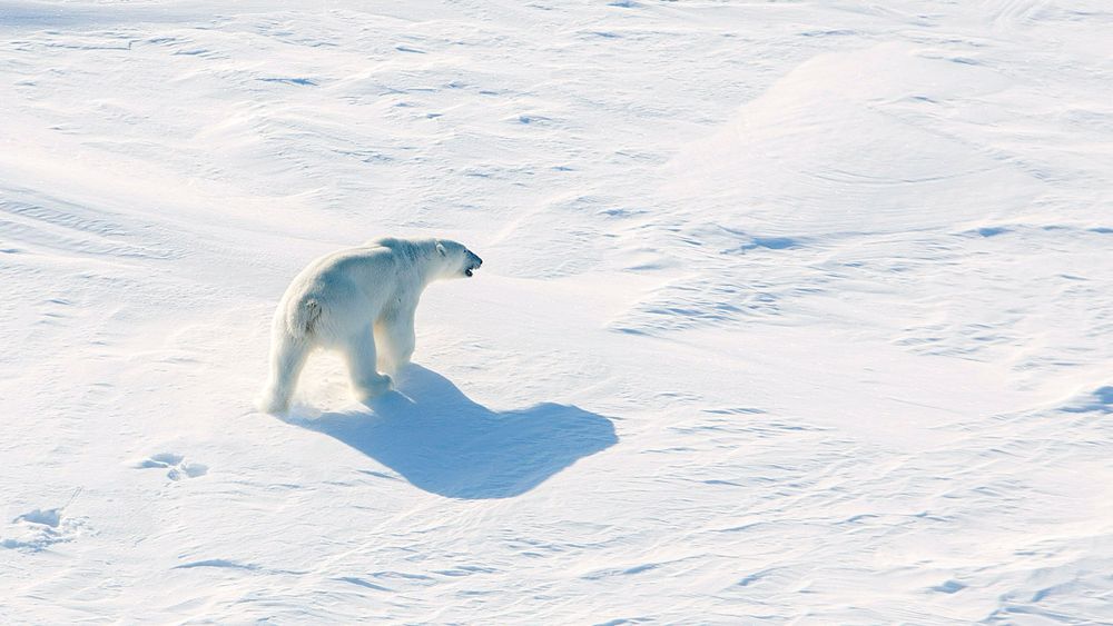 En isbjørn lusker på isen på rundt 82 grader nord, ikke langt unna det norske forskningsskipet Lance, i 2015. Bildet er tatt fra helikopter.