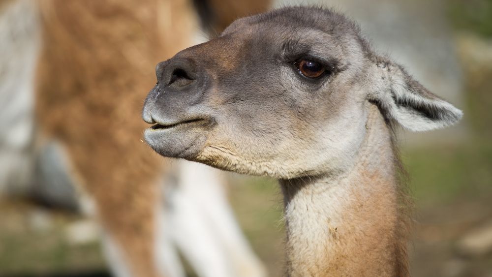 Et av forsøkene som nettopp har blitt satt i gang ved Aarhus Universitet, er fôrtilsetning av et bestemt protein utviklet fra lama-antistoffer, som kan forebygge infeksjoner fra sykdomsfremkallende bakterier.