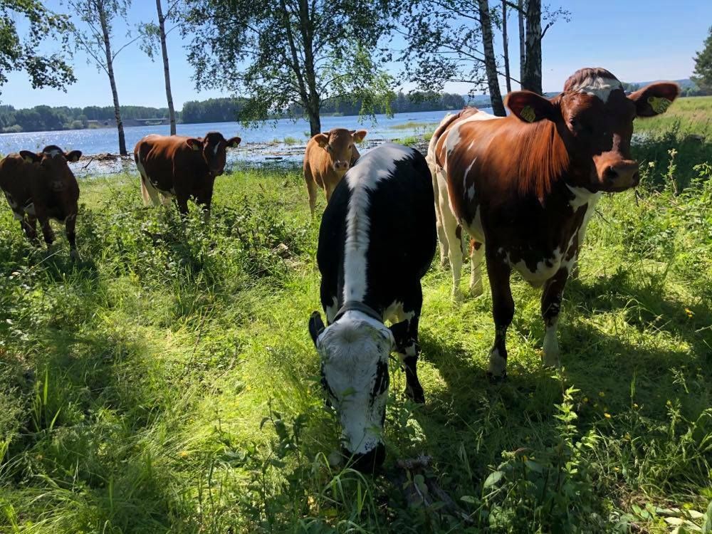 Naturreservatet i Åkersvika blitt utvidet og nytt sommerbeite for økologiske ammekyr etablert.