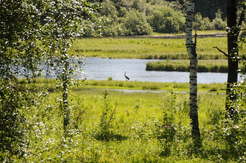 Åkersvika naturreservat ved Hamar.