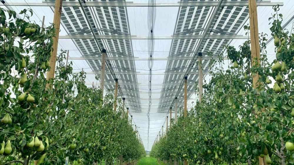 I Flandern dyrker KU Leuven pærer under et tak av solceller.