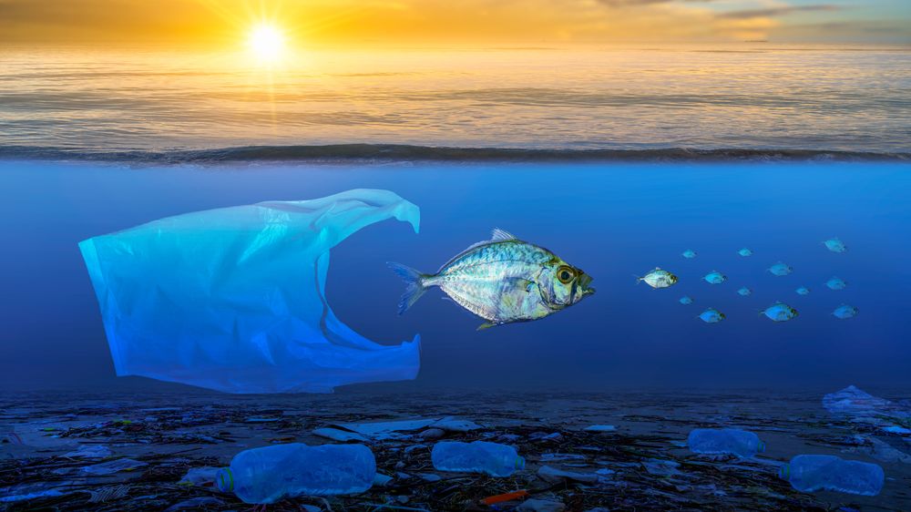 Fish that are approaching dying, floating on the surface, the impact of plastic waste in the sea concepts of nature conservation and the sea
