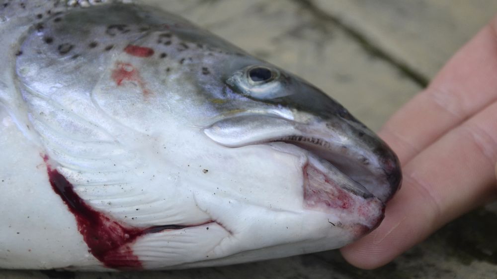 Denne oppdrettslaksen med skader rundt munnen ble fanget i fella i Etne-elva. Hittil i år har fella fanget 16 rømte oppdrettslaks.